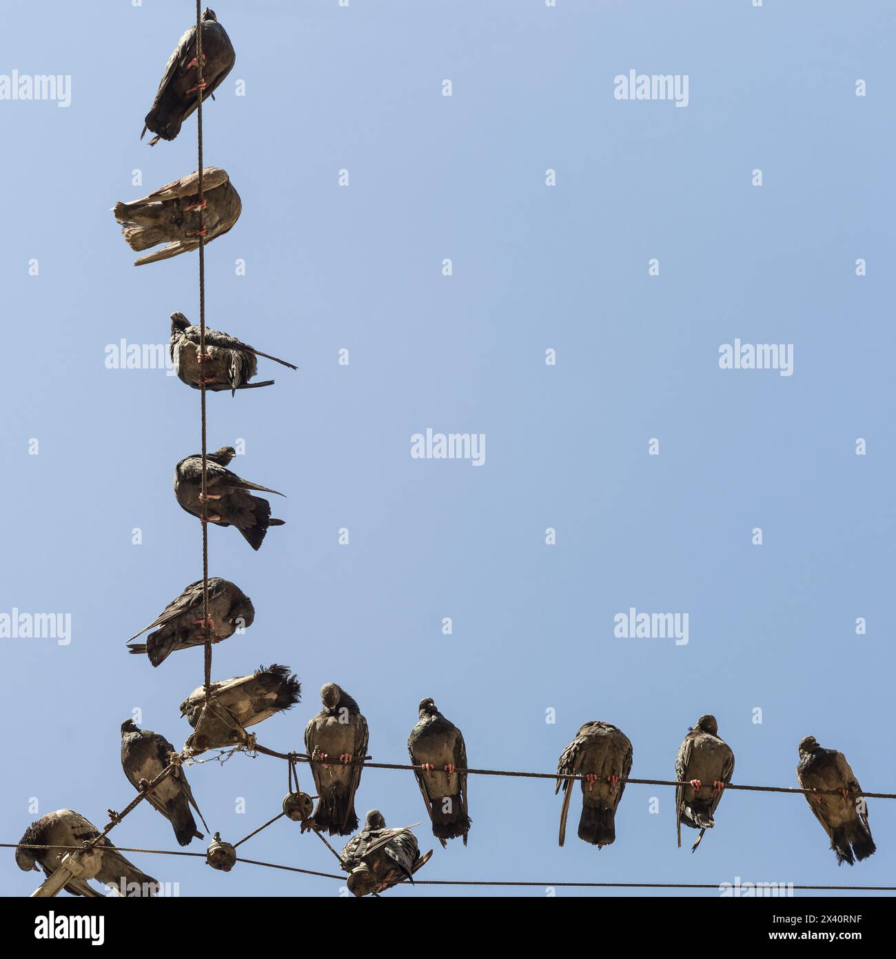 View from directly below of numerous birds perched on a wire against a blue sky; Athens, Greece Stock Photo
