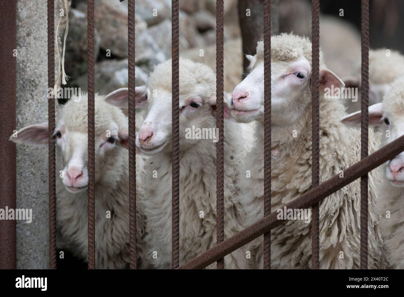 Portrait of three white sheep (Ovis aries) standing along a fence looking out; Tempio Pausania, Sassari, Italy Stock Photo