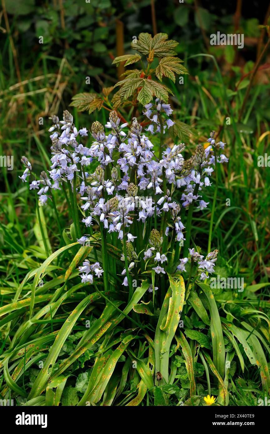 Bluebells. Hyacinthoides hispanica - spring. Taken April 2024. Stock Photo