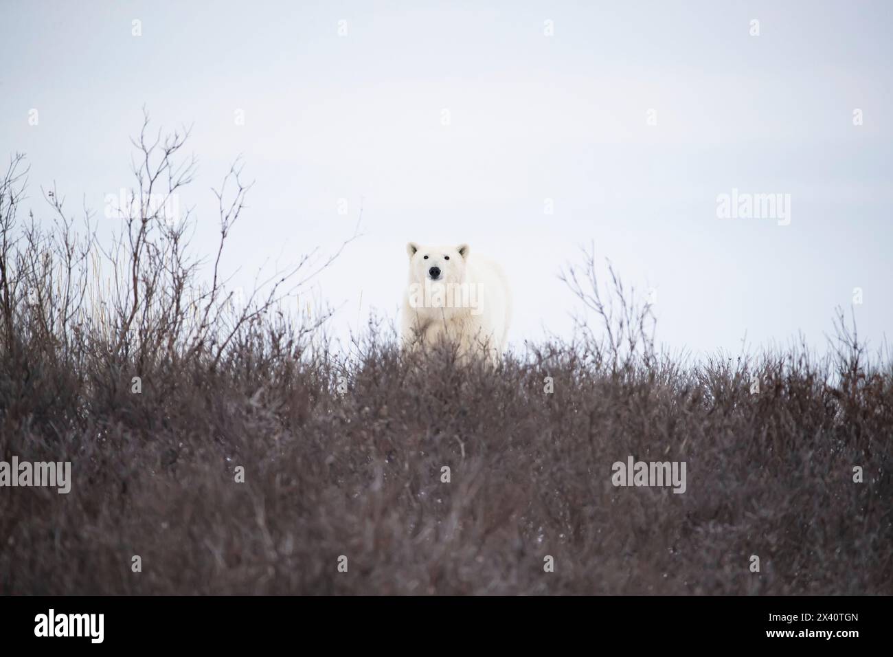 Polar bear (Ursus maritimus) on tundra vegetation; Churchill, Manitoba, Canada Stock Photo