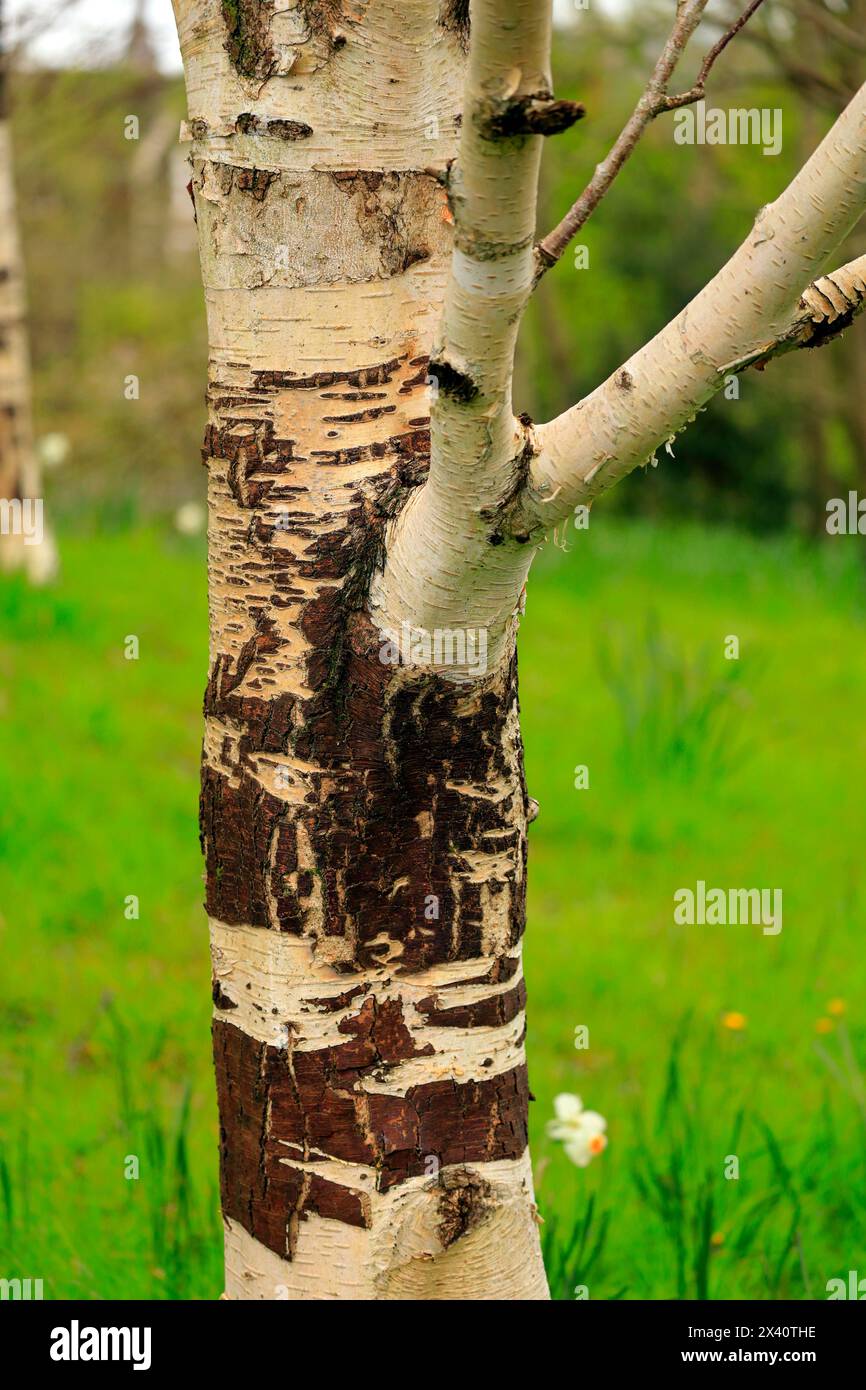 silver-birch-tree-betula-pendula-trunk-and-bark-taken-april-2024