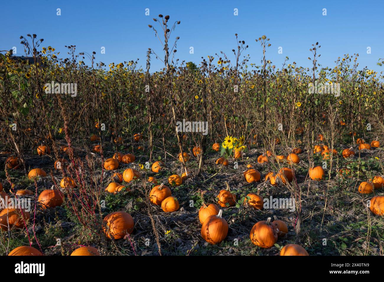 Pumpkin patch and sunflowers in a field with a blue sky at Bickford Farms; Vancouver Island, British Columbia, Canada Stock Photo