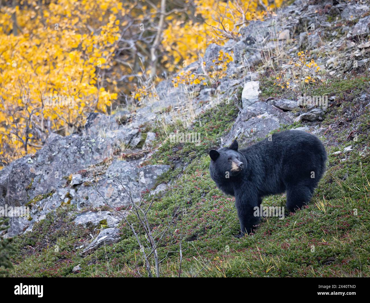 A black bear (Ursus americanus) pauses on a mountainside from feeding on lowbush cranberries on a mid-October afternoon in Southcentral Alaska's Ch... Stock Photo