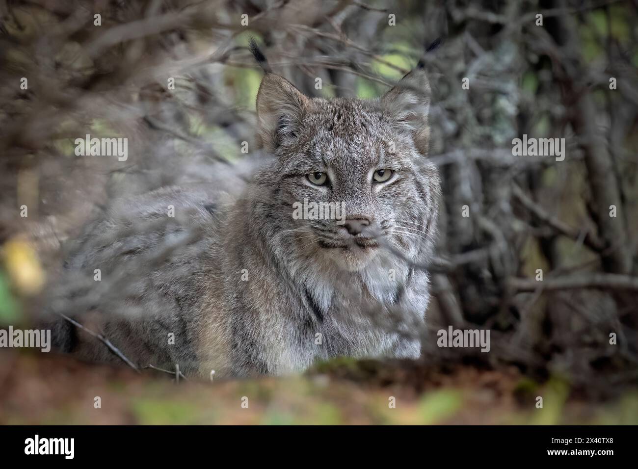Close-up portrait of a Canada Lynx (Lynx canadensis) looking at the camera through the branches of a Southcentral Alaska alder thicket. Lynx popula... Stock Photo