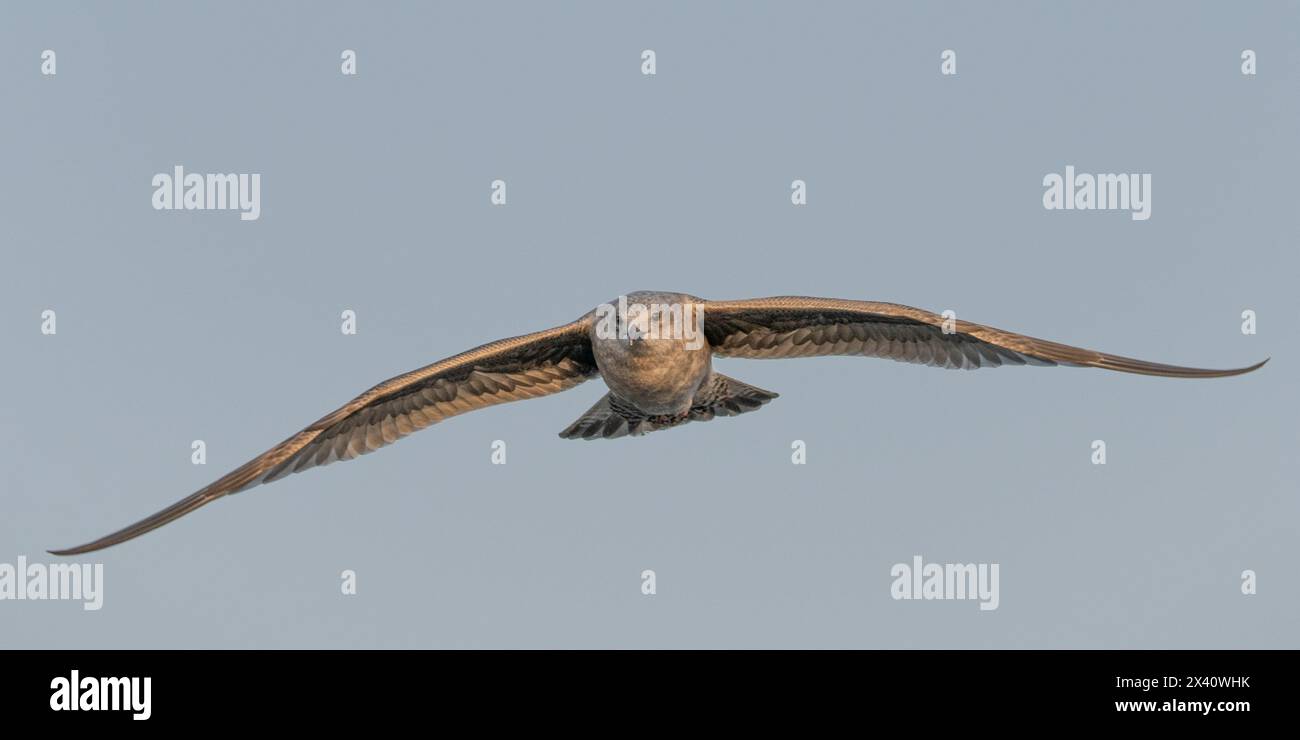 Front view of a bird in flight with a large wingspan in a blue sky; Lake of the Woods, Ontario, Canada Stock Photo