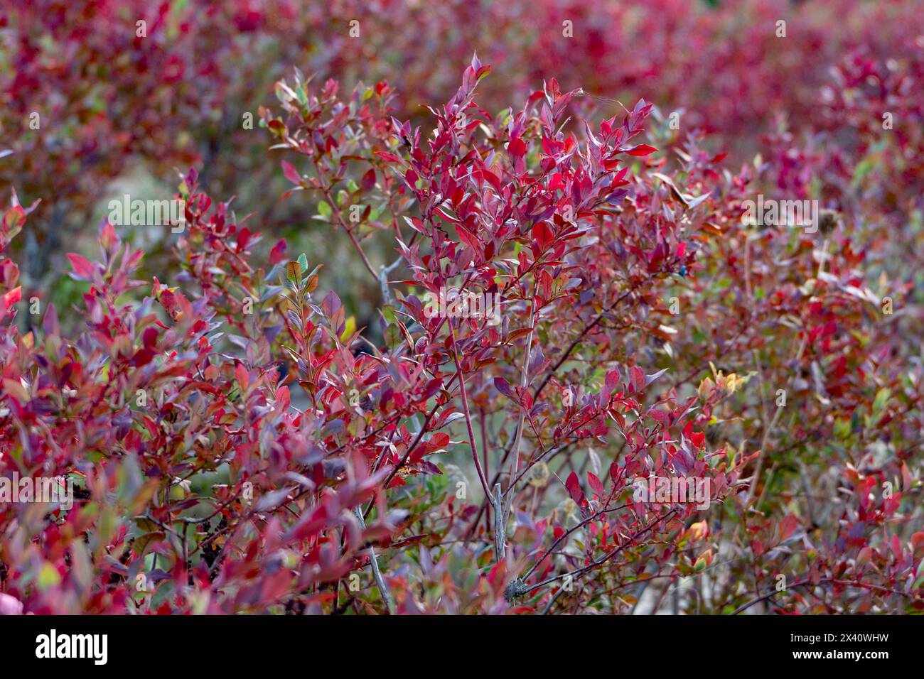 Shrub with beautiful leaves hi-res stock photography and images - Alamy