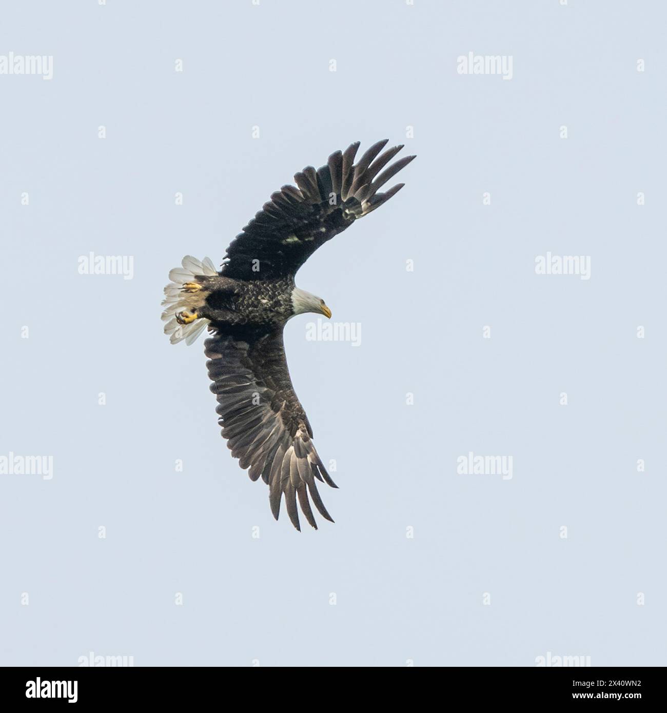 View from directly below of a Bald eagle (Haliaeetus leucocephalus) with a wide wingspan while in flight in a blue sky Stock Photo