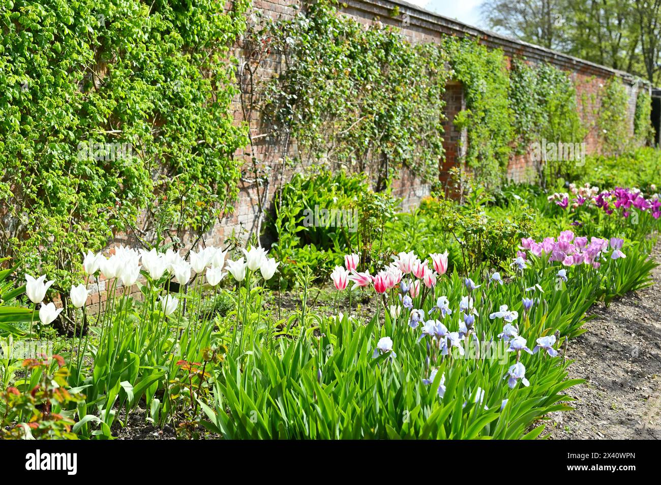 Beautiful display of mixed spring flowers including tulips and bearded iris in walled garden at Mottisfont Abbey Hampshire UK April Stock Photo