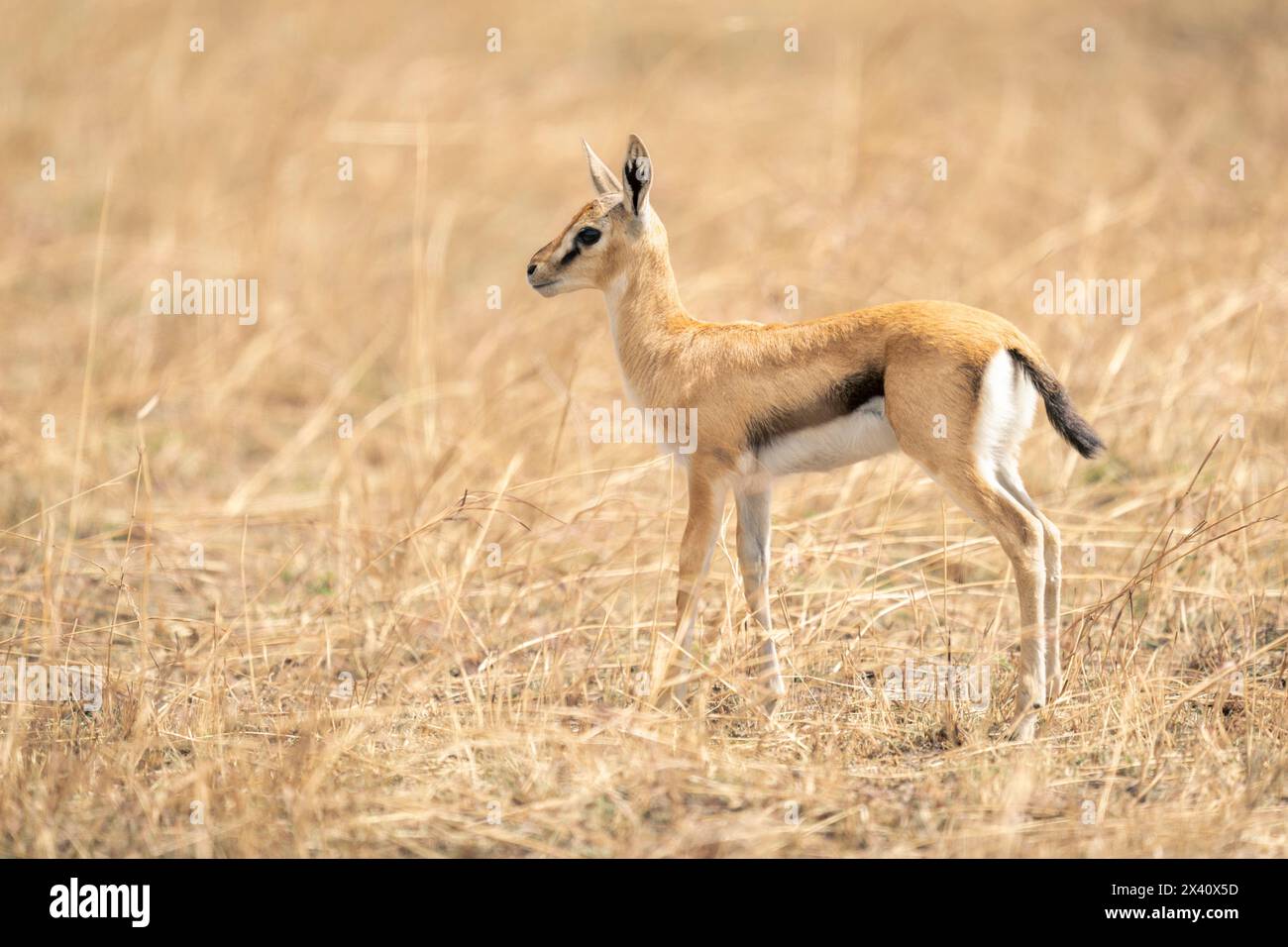 Gazelle stands alert in hi-res stock photography and images - Alamy