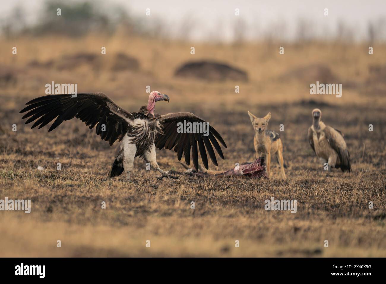 Jackal vulture hi-res stock photography and images - Page 2 - Alamy Jackal vulture hi-res stock photography and images - Page 2 - Alamy