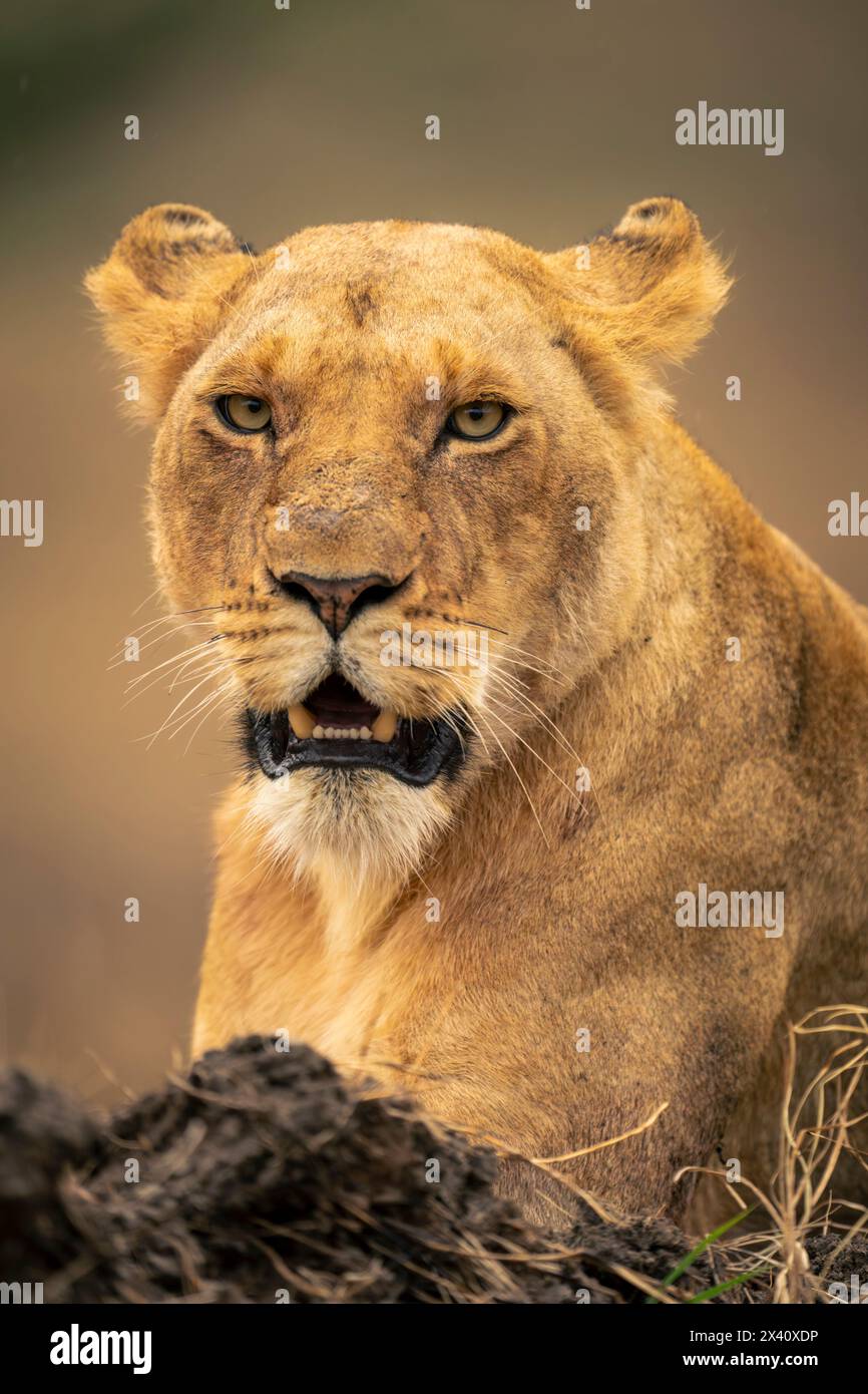 Close-up of lioness (Panthera leo) with hanging jaw in Serengeti National Park; Tanzania Stock Photo