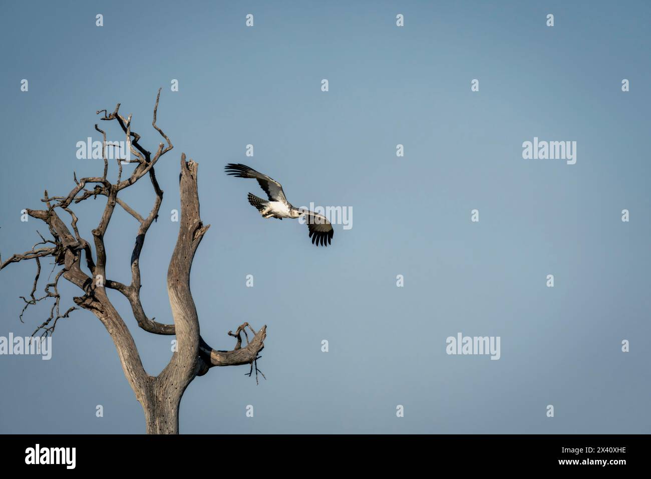 Juvenile martial eagle flies away from tree Stock Photo
