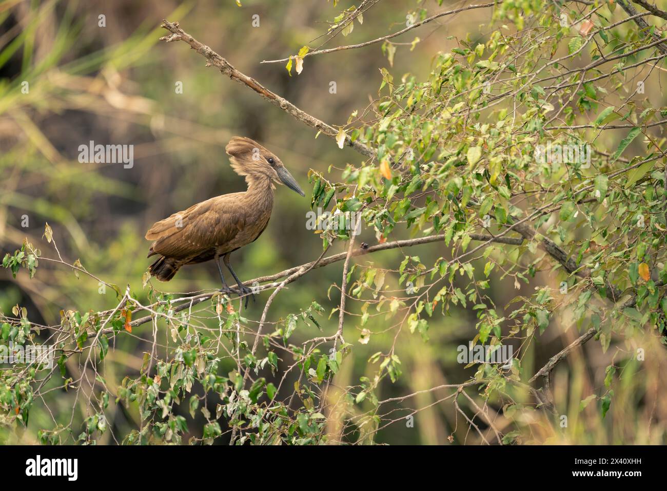 Hamerkop (Scopus umbretta) lifts head on branch watching camera in Serengeti National Park; Tanzania Stock Photo