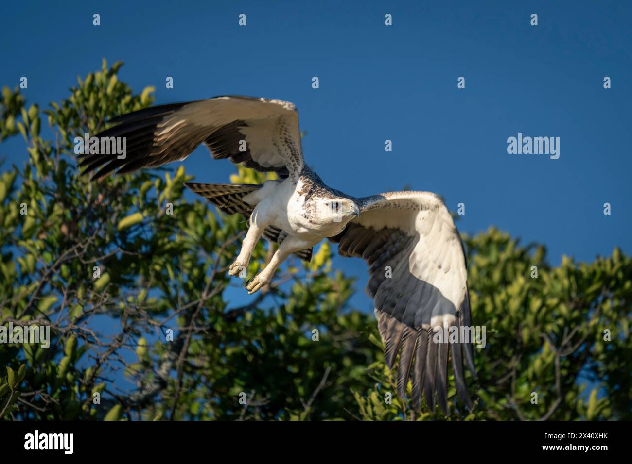 Juvenile martial eagle flying away from tree Stock Photo