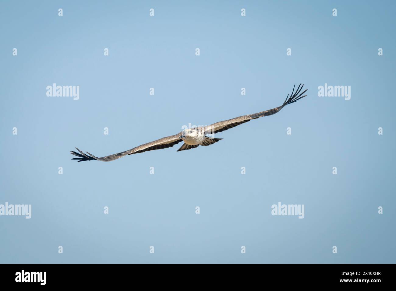 Juvenile martial eagle gliding through blue sky Stock Photo