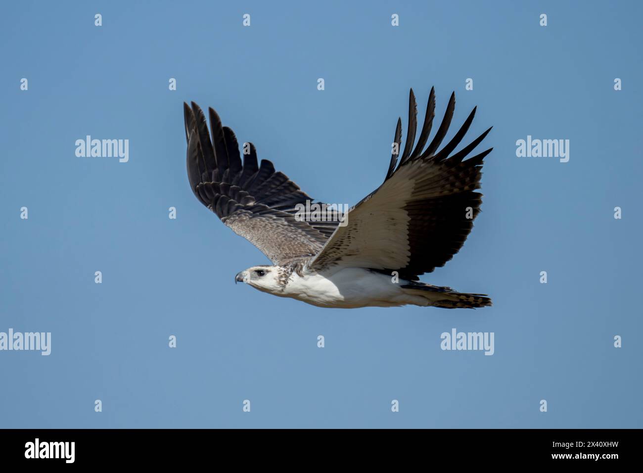 Juvenile martial eagle flies with wings raised Stock Photo