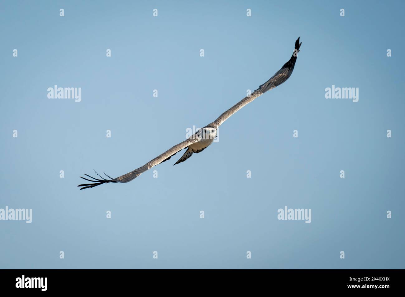 Juvenile martial eagle glides through blue sky Stock Photo