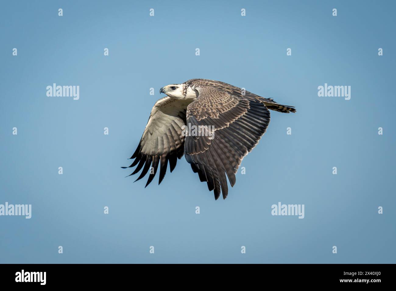 Juvenile martial eagle flies with wings lowered Stock Photo