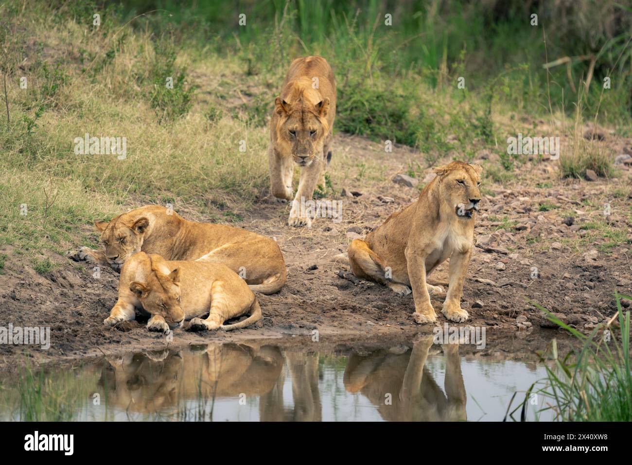 Lioness (Panthera leo) sits by waterhole with three others; Serengeti National Park, Tanzania, Africa Stock Photo