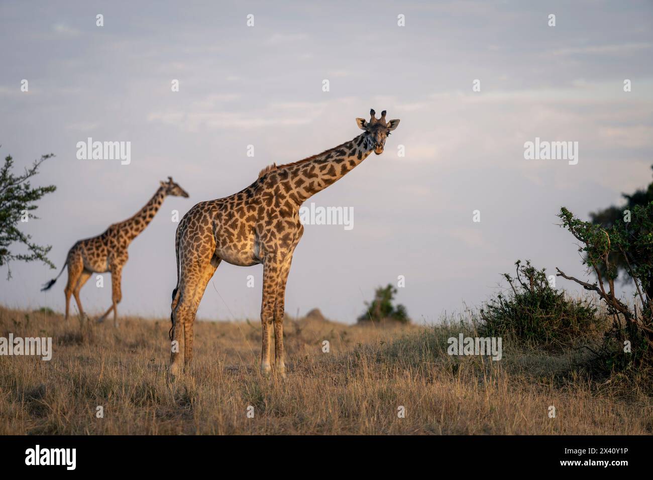 Masai Giraffe Giraffa Tippelskirchi Stands Watching Camera Near 