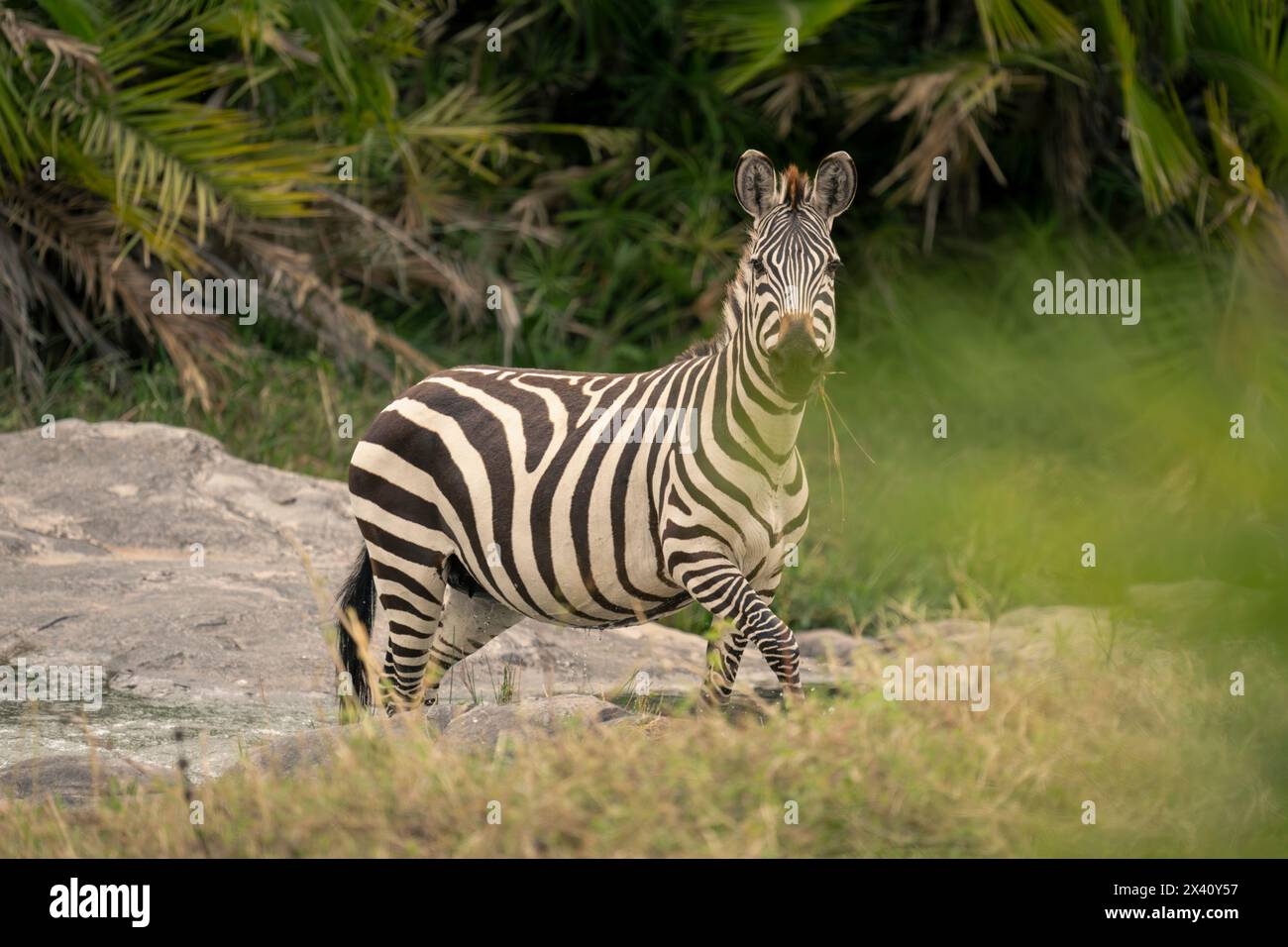 Zebera Roch Plains zebra (Equus quagga) walks across rock watching camera at ...