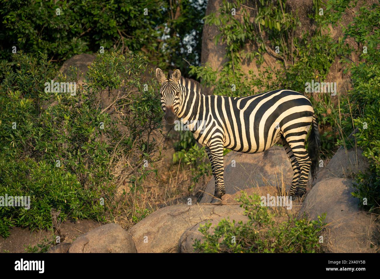 Plains zebra standing on a rock isolated in blue sky in Kruger National ...