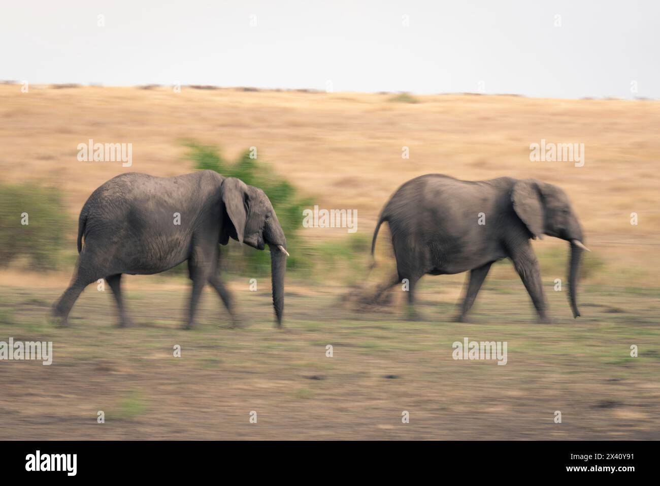 Slow motion view african elephant hi-res stock photography and images ...