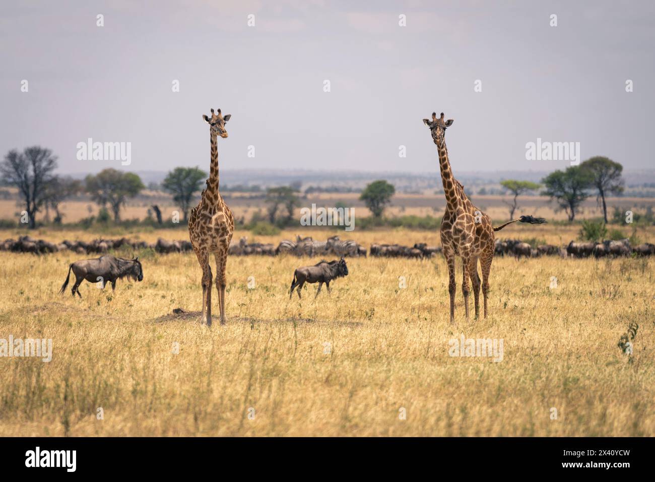Serengeti wildebeest giraffe hi-res stock photography and images - Alamy