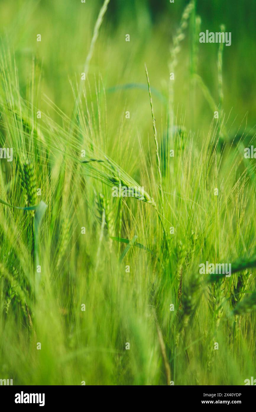 green ears of barley in a field Stock Photo