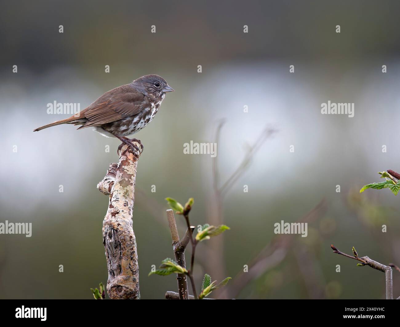 Fox sparrow (Passerella iliaca) guards its nesting territory from competing passerines in this image taken near McNeil Lagoon in Southwest Alaska Stock Photo