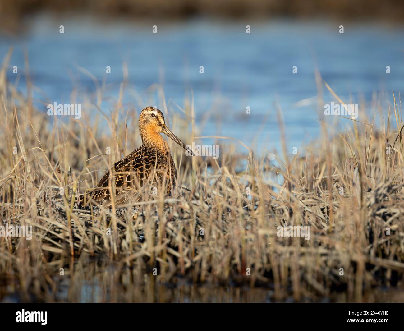 A short-billed dowitcher pauses in an estuary in Southcentral Alaska's Susitna Flats in May. Dowitchers and many other shorebird species use the flats Stock Photo