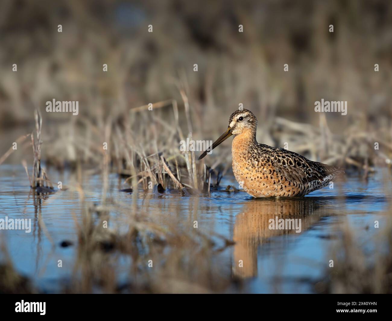 Short-billed dowitcher (Limnodromus griseus) pauses in an estuary in Southcentral Alaska's Susitna Flats in May. Dowitchers and many other shorebir... Stock Photo