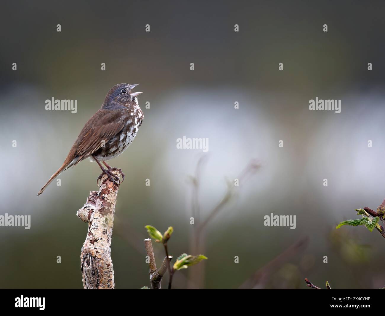 Fox sparrow (Passerella iliaca) sings a warning to guard its nesting territory from competing passerines in this image taken near McNeil Lagoon in ... Stock Photo