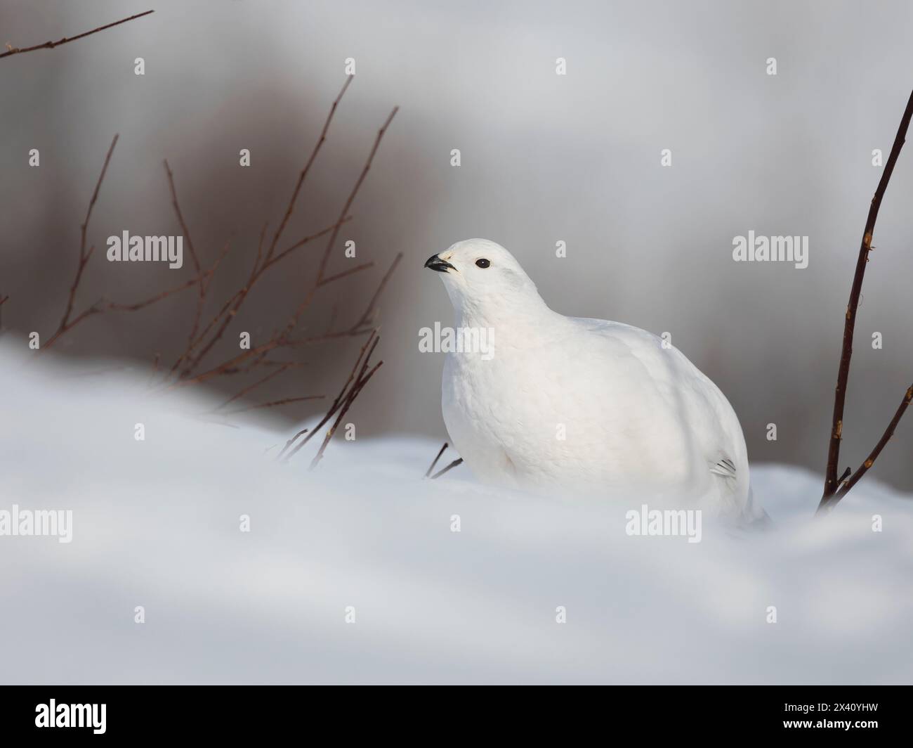 Willow ptarmigan (Lagopus lagopus) huddles in a snow bank close to willow shrubs which provide the birds food and cover in all seasons Stock Photo