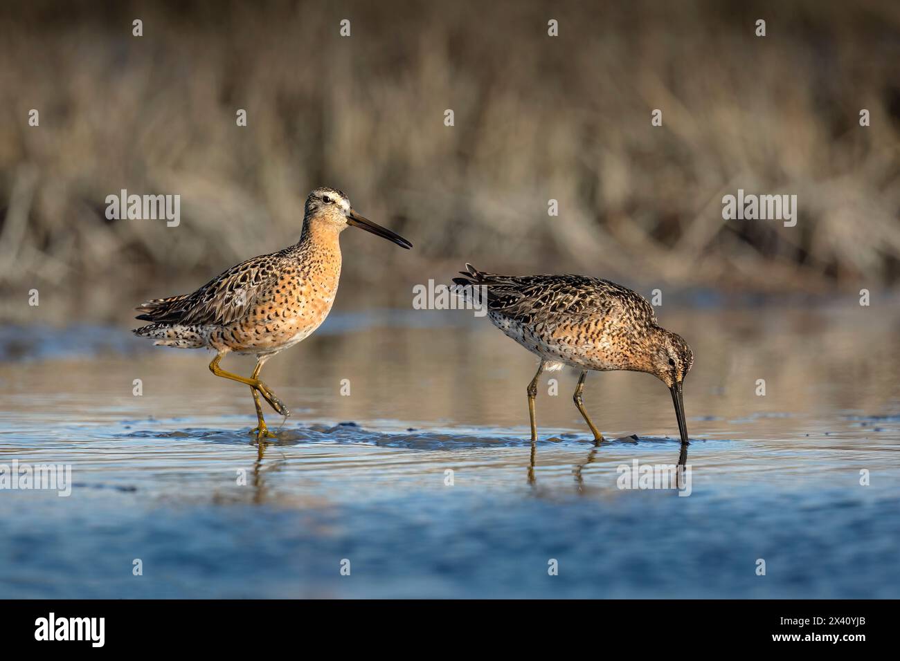 Pair of Short-billed dowitchers (Limnodromus griseus) feed on invertebrates by using their bills to probe the mud of Southcentral Alaska's Susitna ... Stock Photo