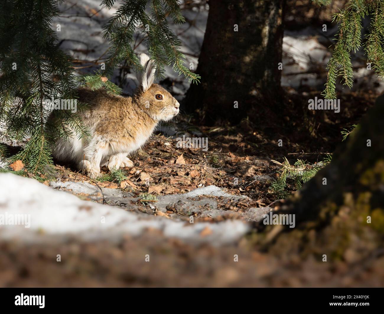 On a mild April day in Southcentral Alaska, a Snowshoe hare (Lepus ...