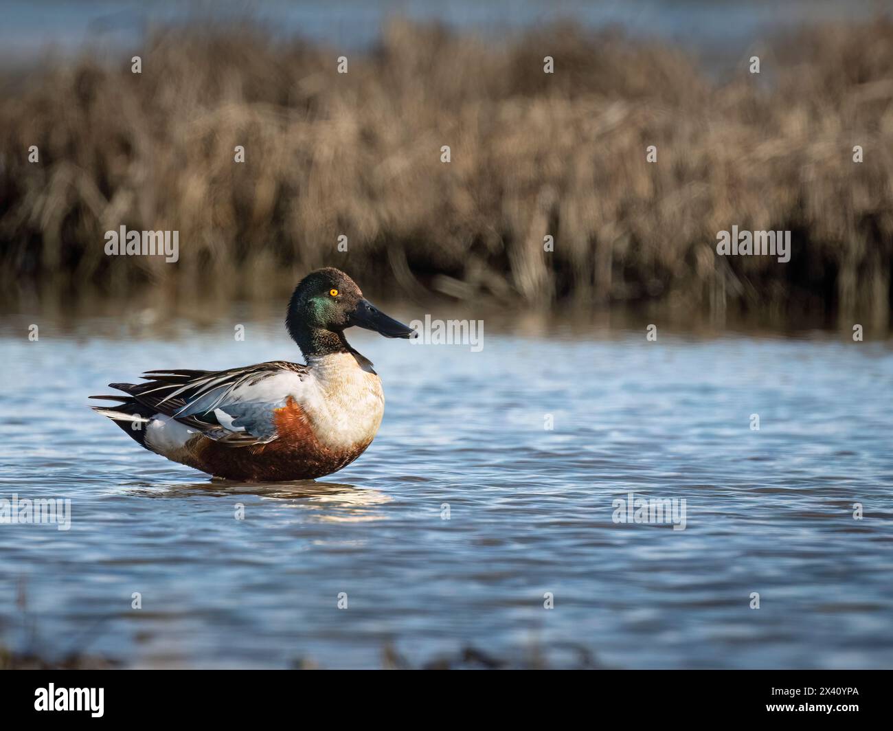 Northern shoveler drake (Spatula clypeata) rests in a Susitna Flats estuary. Located in South-central Alaska, the refuge is managed by the Alaska D... Stock Photo