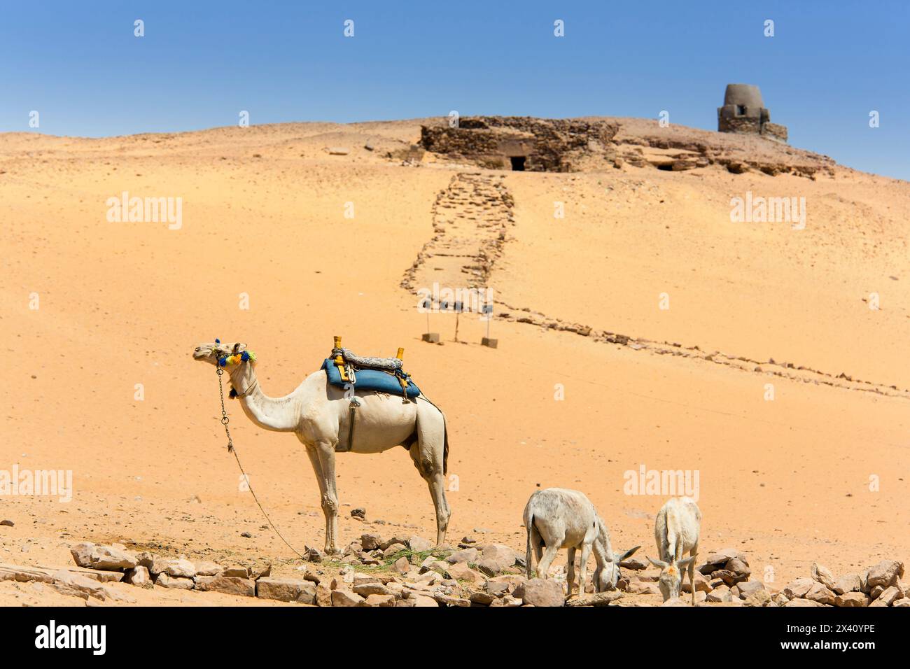Traditional camel transportation at the tombs of the Nobles in Aswan, Egypt; Aswan, Egypt Stock Photo