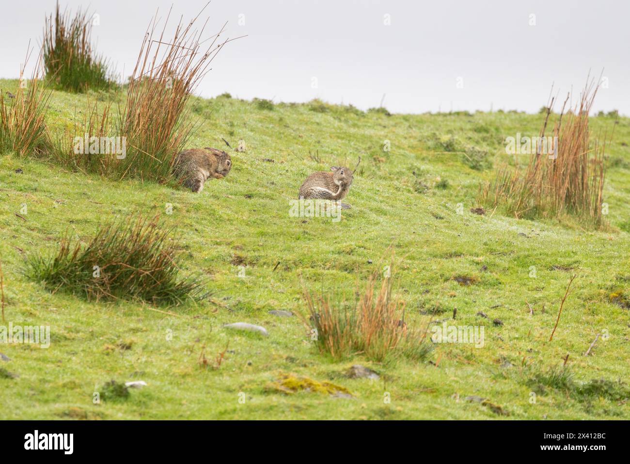 Irish hare Lepus timidus hibernicus, pair cleaning on grassland, Lake Assapol, Isle of Mull, Scotland, UK, April Stock Photo