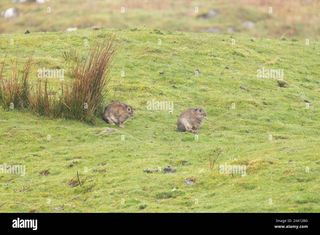 Irish hare Lepus timidus hibernicus, pair cleaning on grassland, Lake Assapol, Isle of Mull, Scotland, UK, April Stock Photo