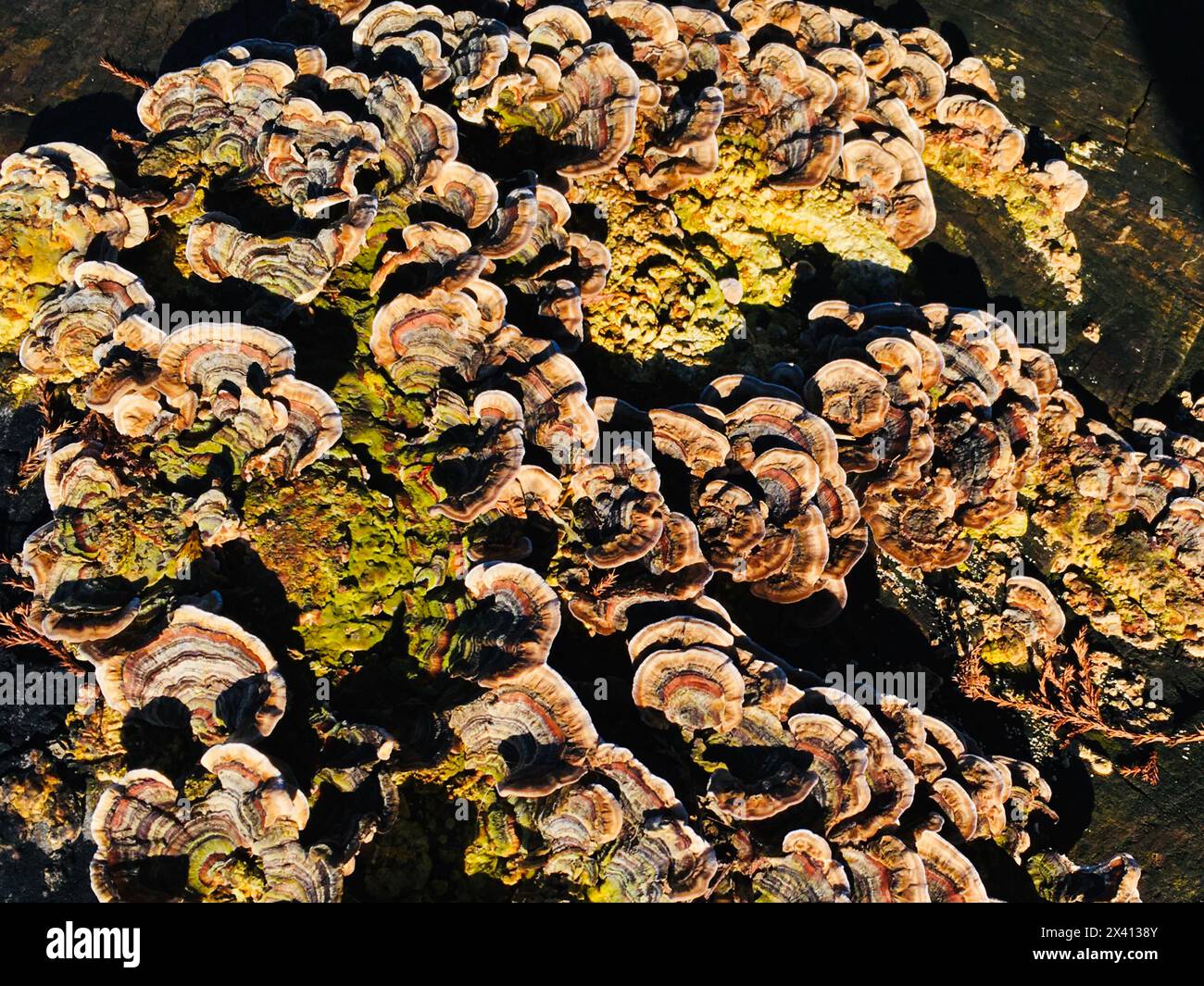 close up stump fungus Stock Photo
