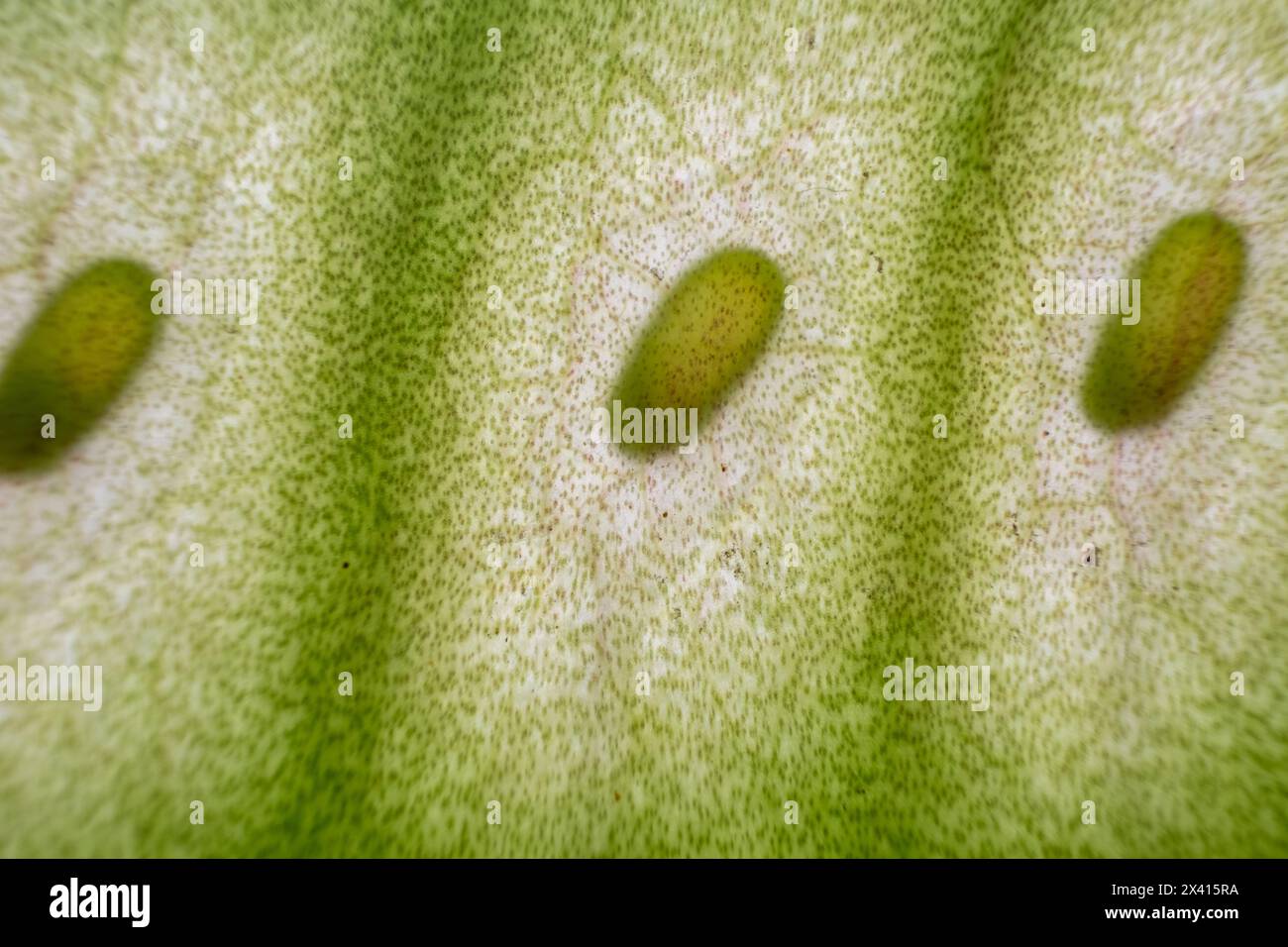 Growing Texture Plant texture study hi-res stock photography and images - Alamy