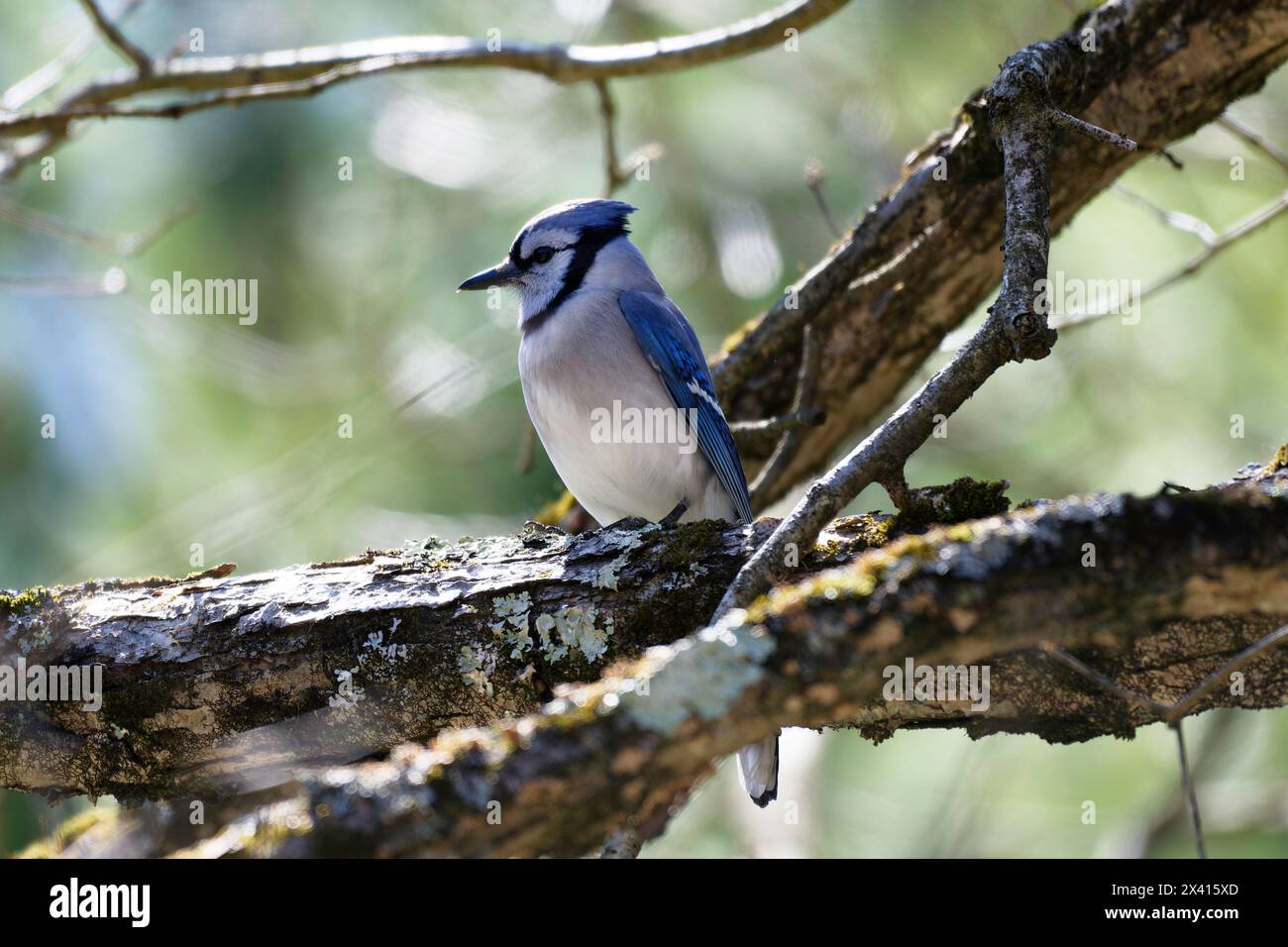 Birds of Pennsylvania, blue jay Stock Photo