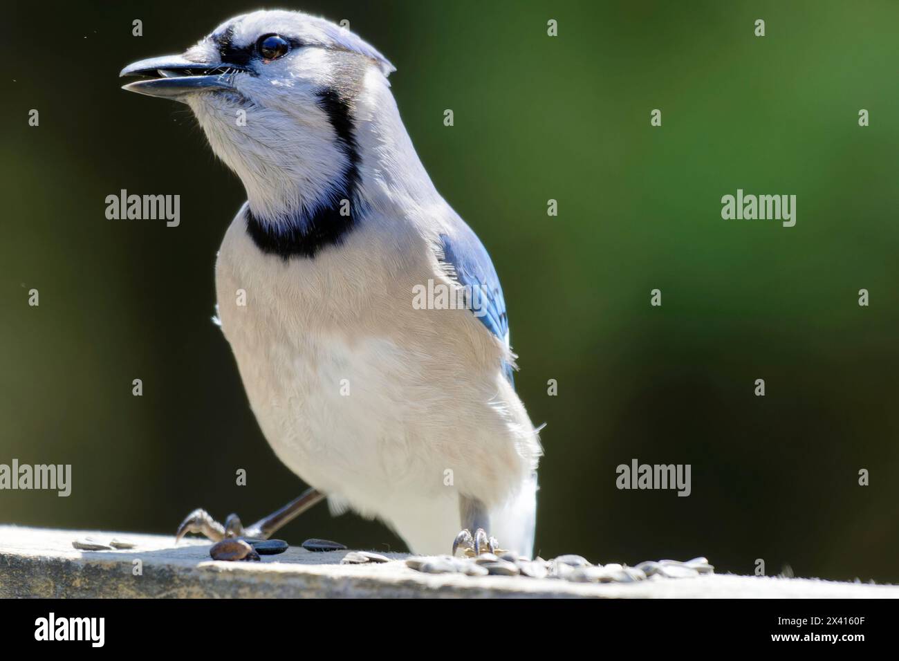 Birds of Pennsylvania, blue jay Stock Photo