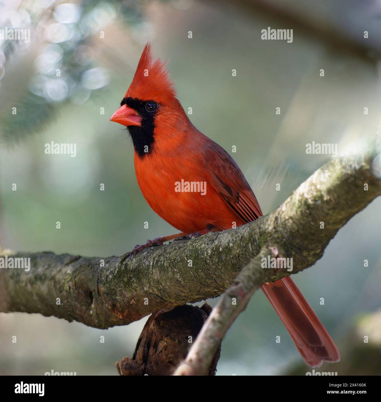 Birds of Pennsylvania, Northern cardinal Stock Photo