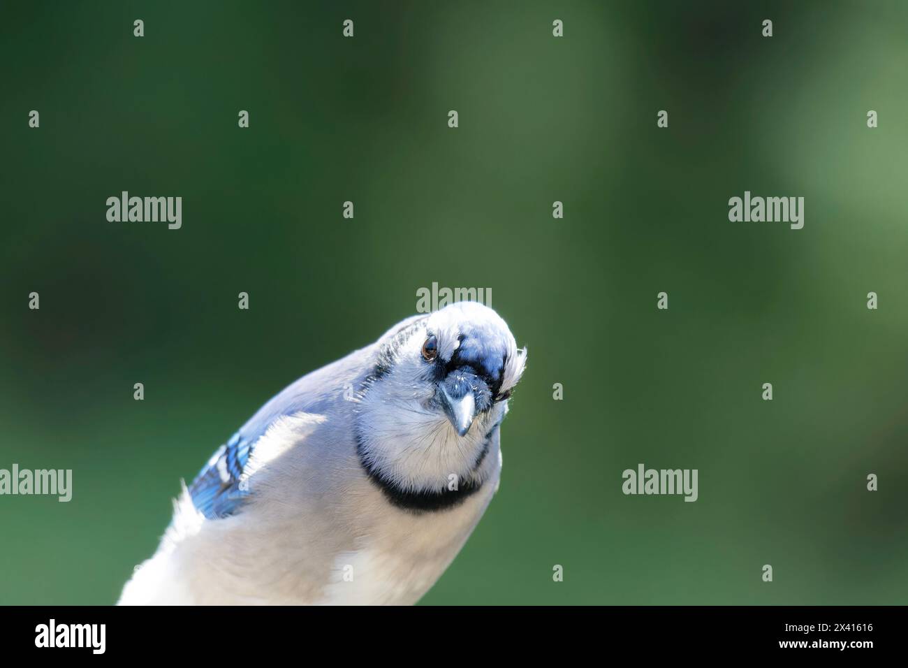 Birds of Pennsylvania, blue jay Stock Photo