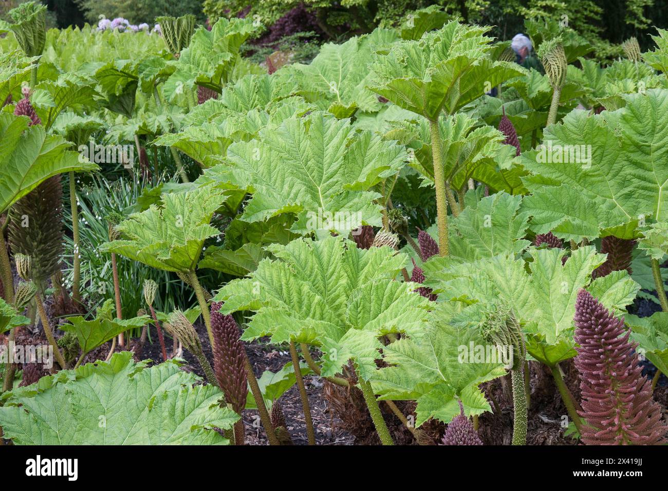 giant rhubarb Stock Photo