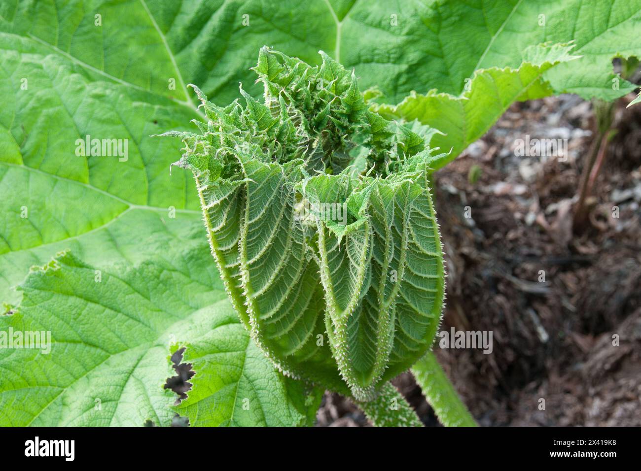 giant rhubarb Stock Photo