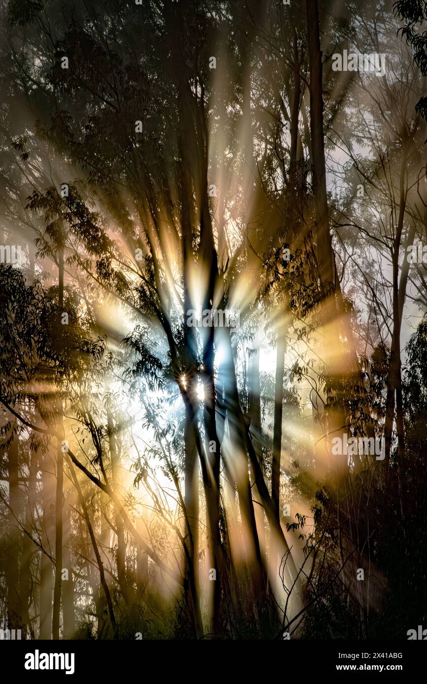 The sunlight filters through the trees in the forest, creating a ...
