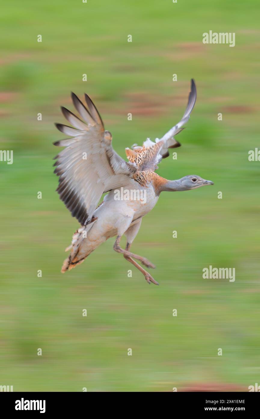 Great Bustard birding Stock Photo
